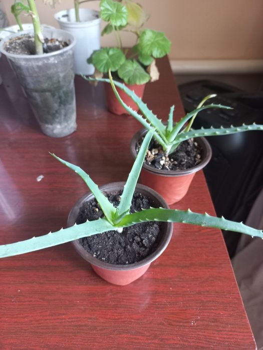 Продам алоэ и герань