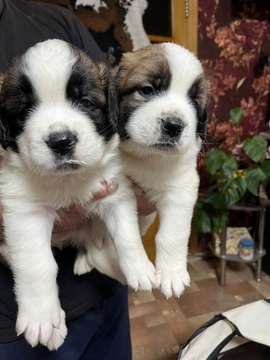 Сенбернары мальчики готовы к переезду