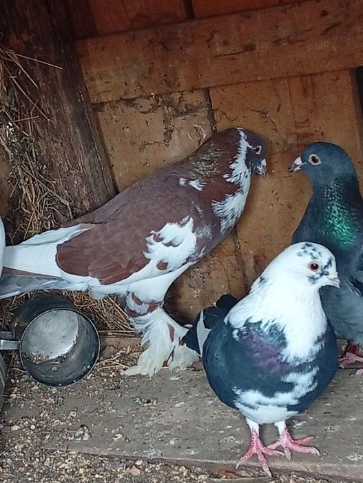 Porumbei de vânzare