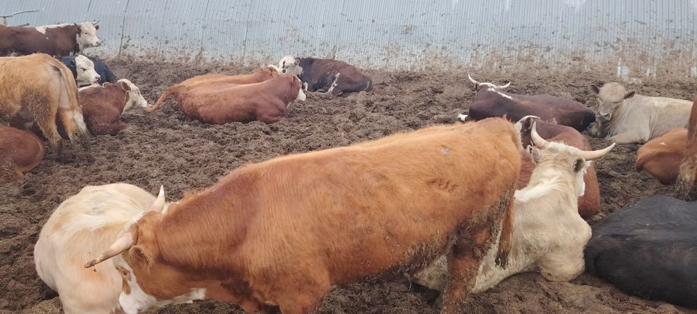 Продажа бычков 44 гол