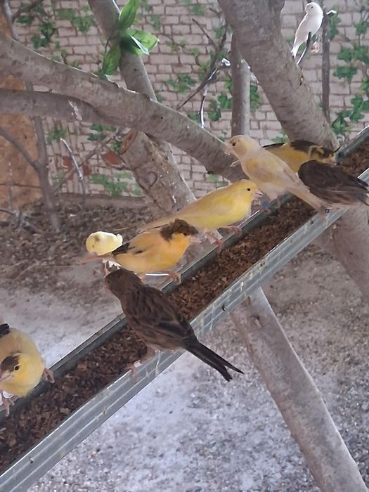 Vând canari care canta