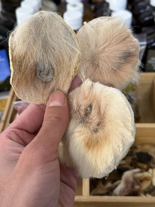 Орыс ересек свингерлердің порносы