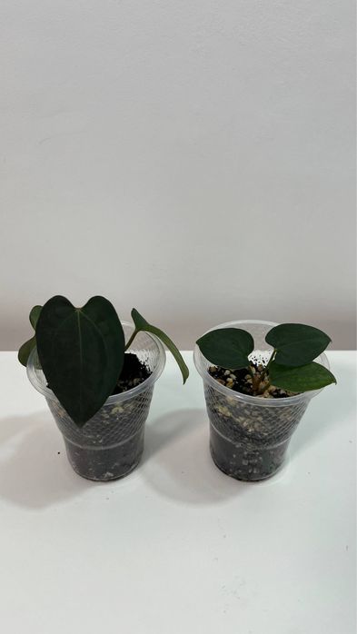 Anthurium dark phoenix