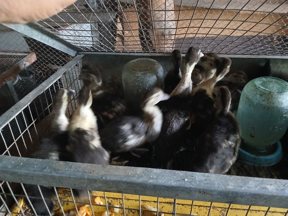 Продам хороших индоутят 25-дней