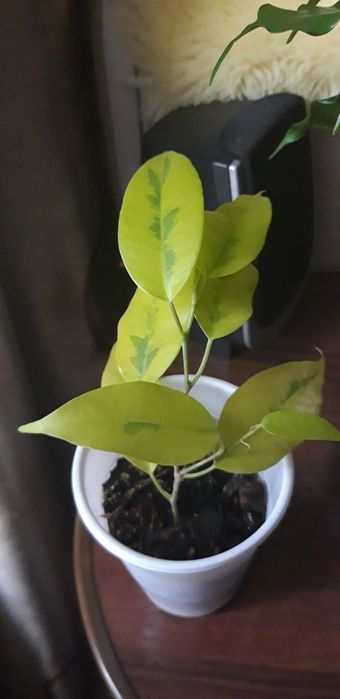 Фикус Еллоу голд вариегатный