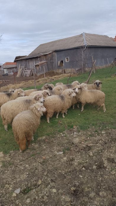 Oi de vânzare Șumal