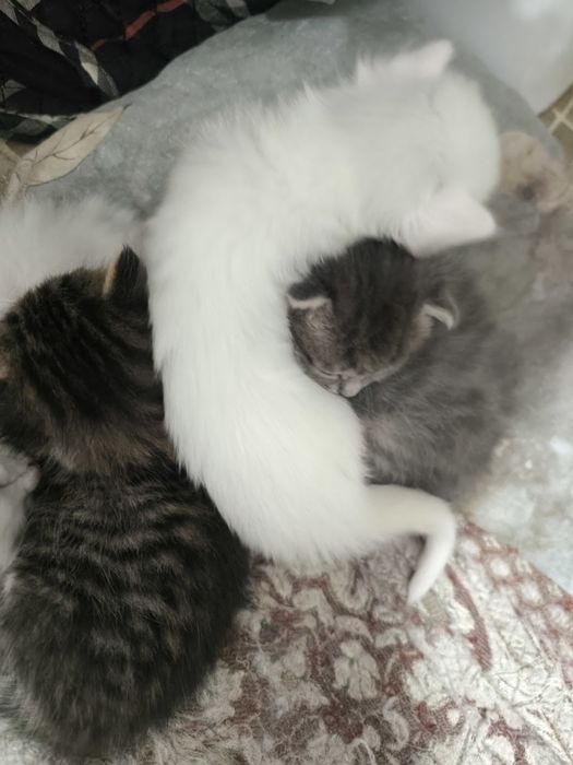 Котята, отдадим в добрые руки