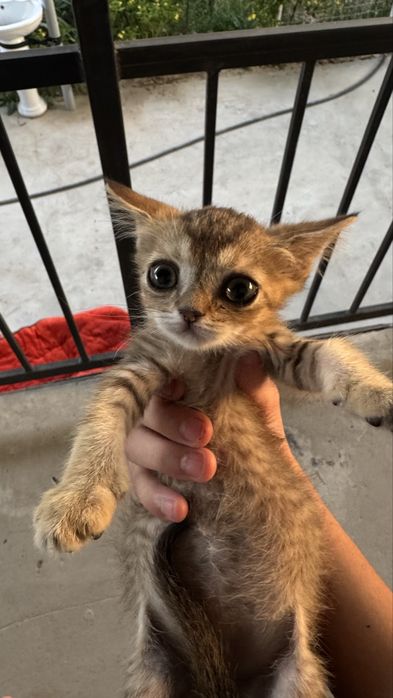 Продается кошка.