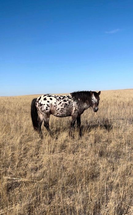 Жеребчик (Шубар)