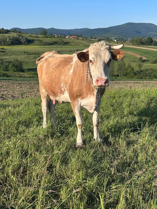 Vând vaca de 6 ani