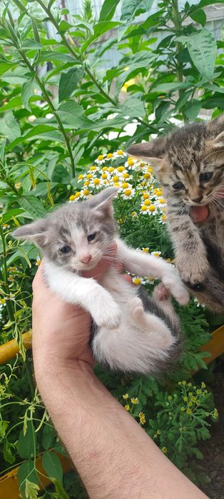 Подарок котята в добрые руки