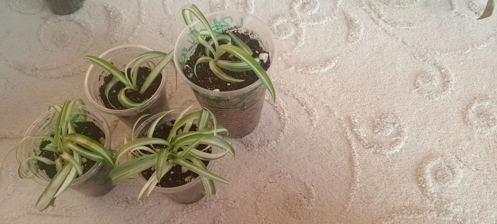 Комнатные цветы от 500 тг.