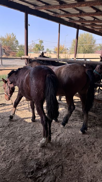 Жағдайлары жаксы