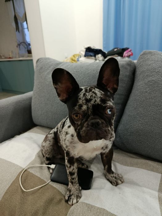 Продам щенка французский бульдог