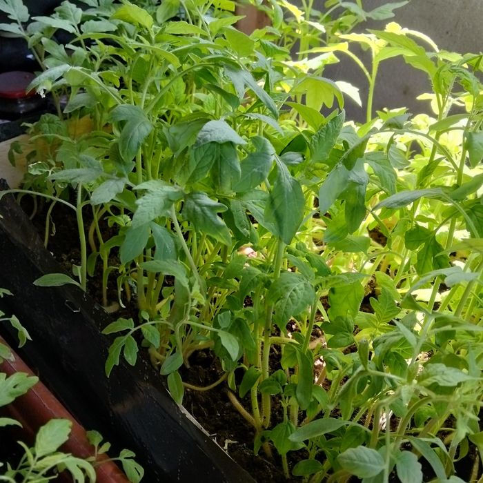 В продаже рассада перца баклажан помидор