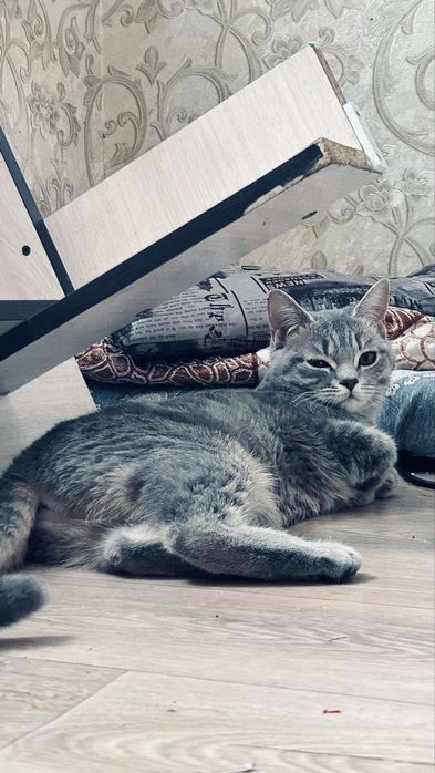 Породный мысық өте ақылды