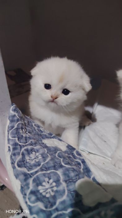 Zalotisti shinshilla