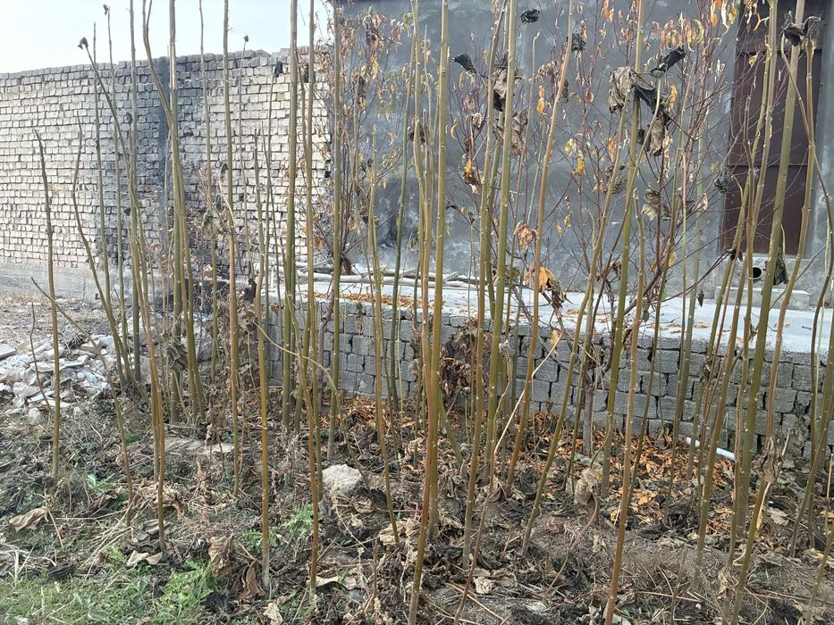 Pavloniya ko’chati sotiladi