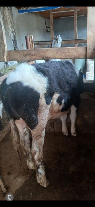 Бичок сатилади 11 айлик