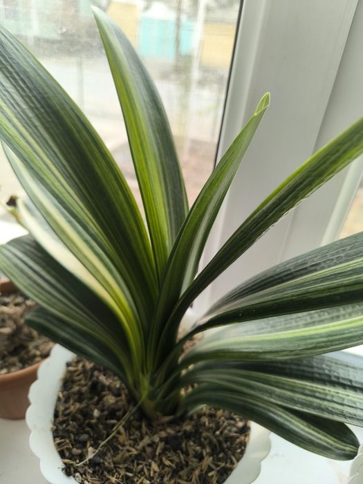 Чиройли ва нойоб гуллар