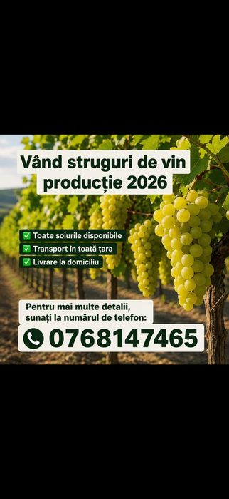 Vând struguri de vin cu transport in toata tara