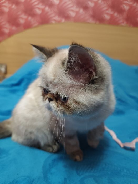 Экзотические короткошёрстная котята