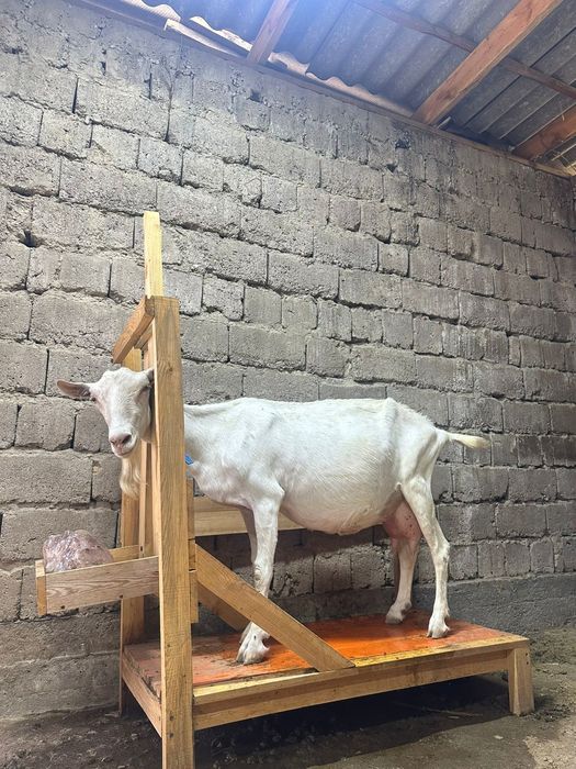 Чисто породный Заненская коза буаз