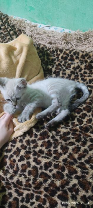 Отдам котенка 3 мес
