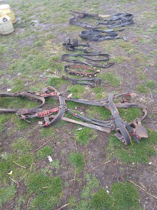 De vânzare ham curea cu clopote pentru cai