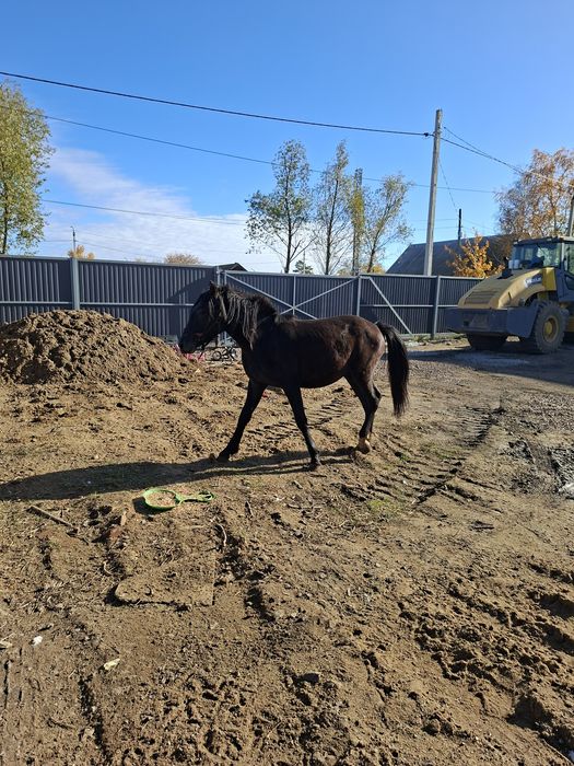 Продам кобылку ручная