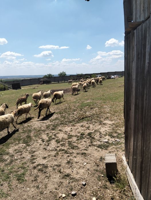 Vand turma de oi localitatea Cârcea