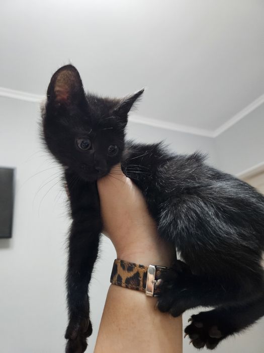 Котёнок 2 месяца в добрые руки