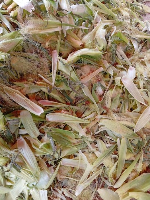Tekin!!! Joxori pochogi tekin kinga kerak bolsa olib ketilar
