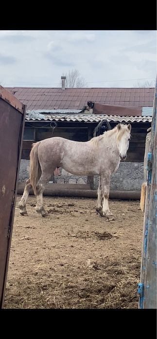 Айғырлыққа дөнен сатылады