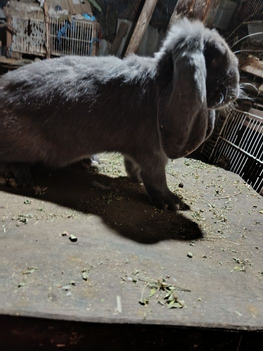 Femela berbec german albastru gestantă