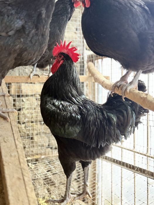 Qora shahzoda malikalari bilan foto sesada