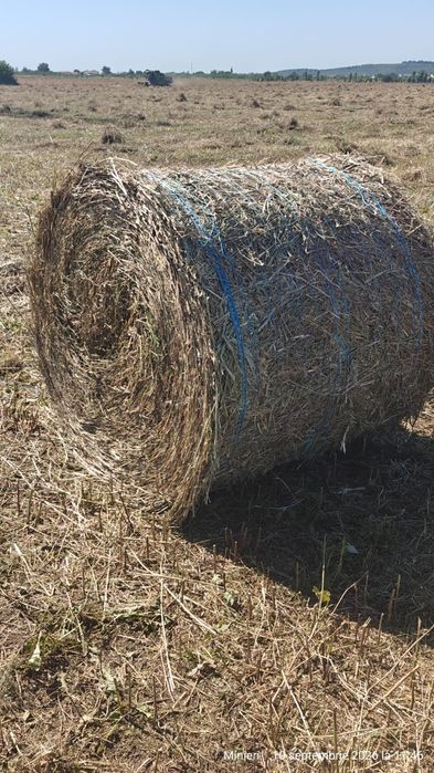 Baloti lucerna treierata
