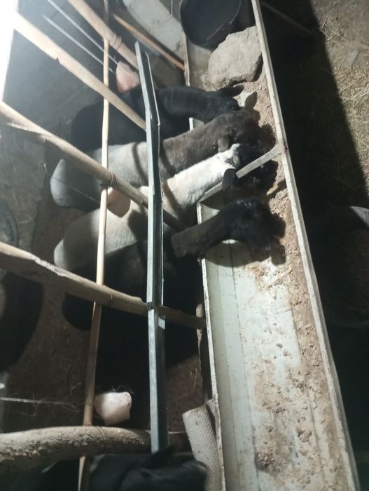 Кучкорла сотилади