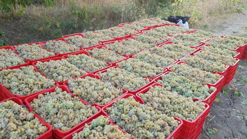 Struguri de vin – soiuri de calitate – pret foarte bun!