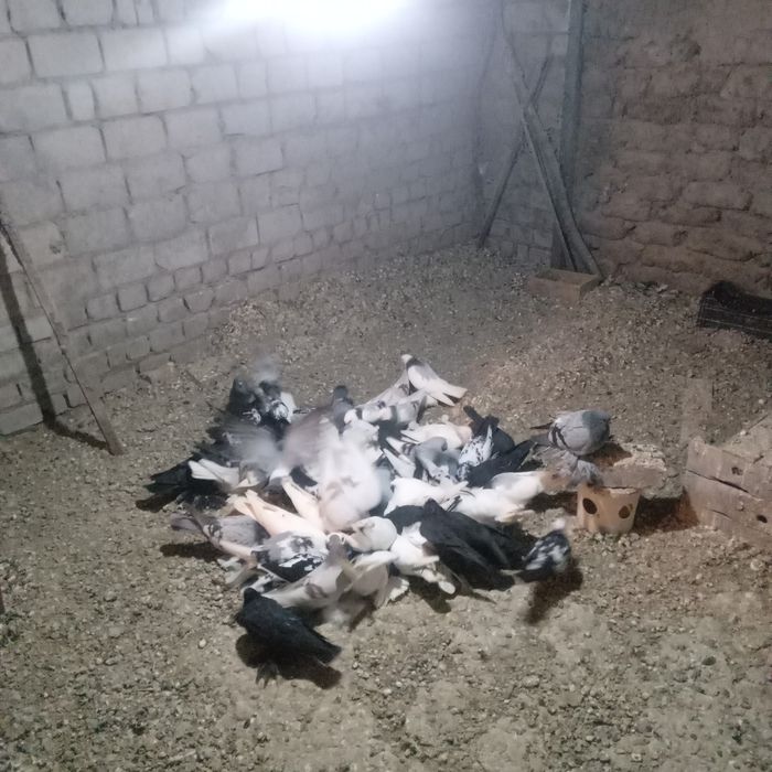 Продам домашних голубей.