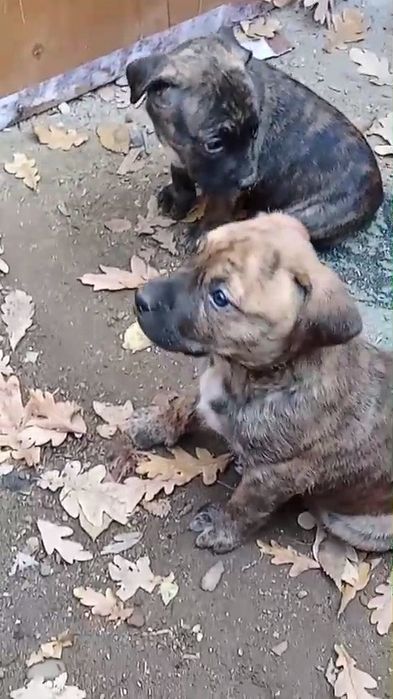 Питбультерьер, американский.