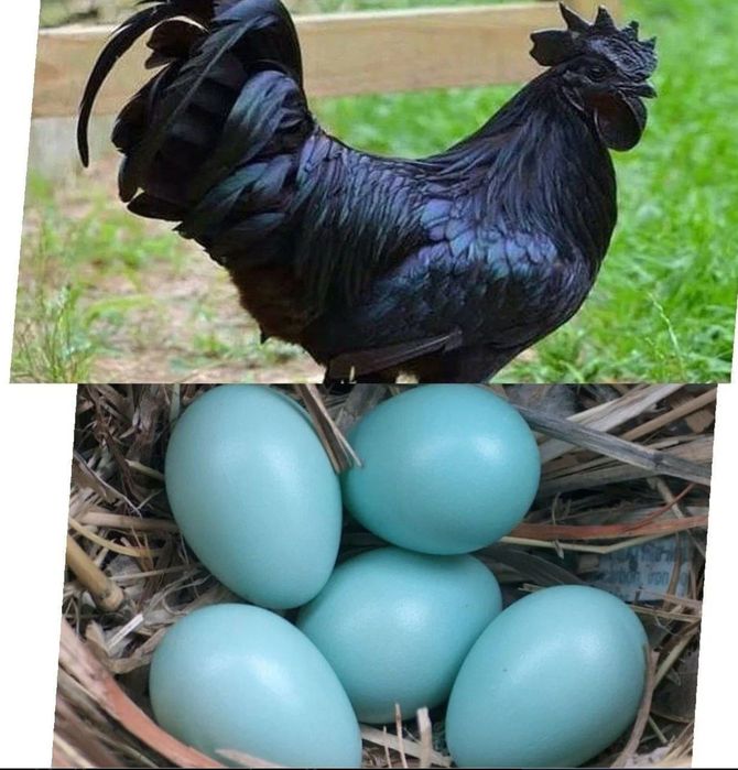 Qora shaxzoda tuxum