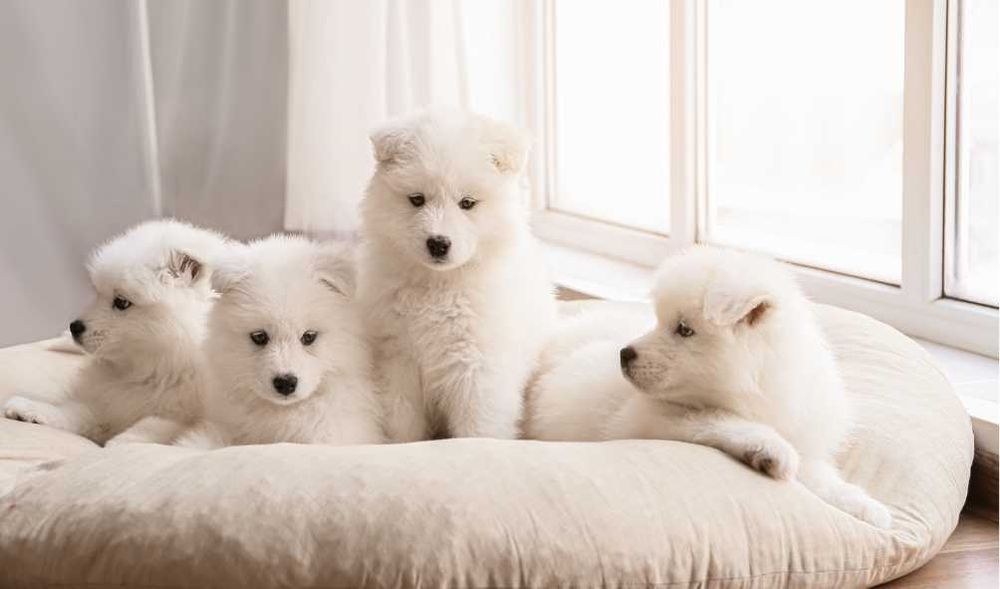 Уникальные самоеды высочайшего класса от элитного питомника Fulgrim