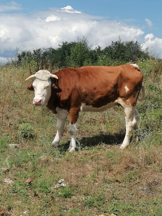Vaca si junica de vanzare