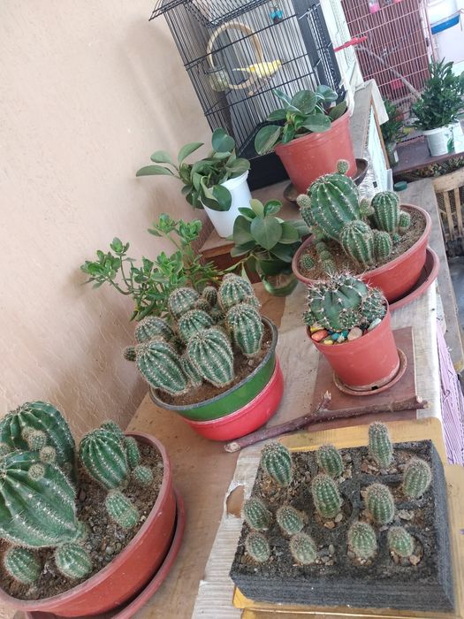 Домашние цветы- весна нашего дома