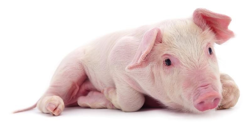 Продаются поросята.