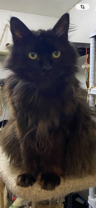 Кот в добрые руки