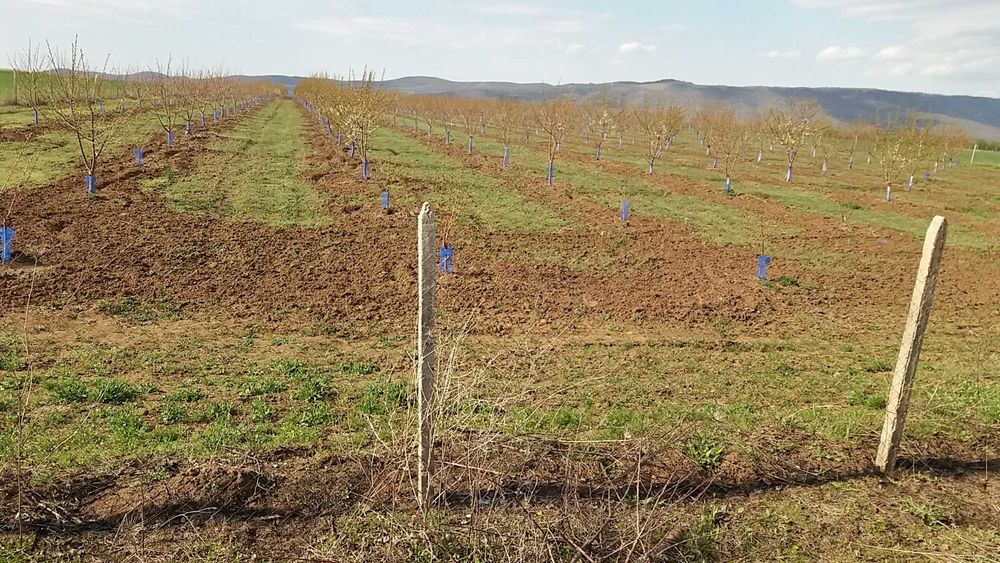 Продава се 11 дка млада черешова градина