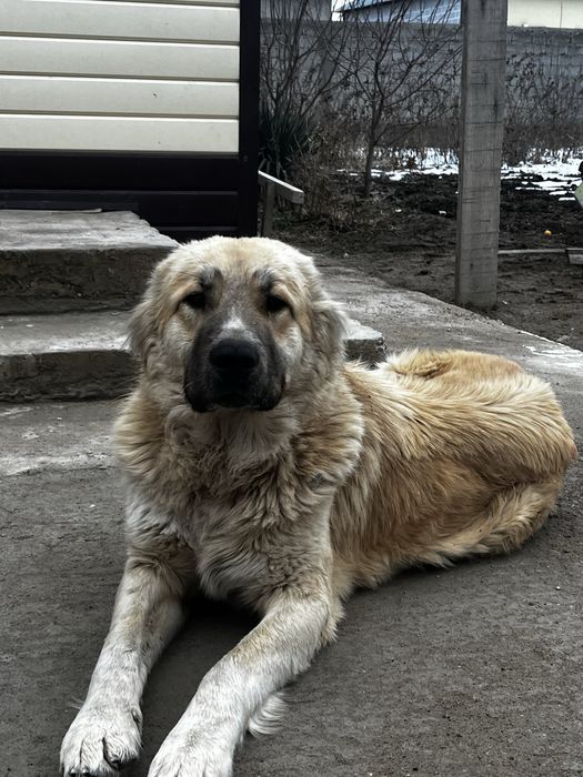 Скбака ит тобет