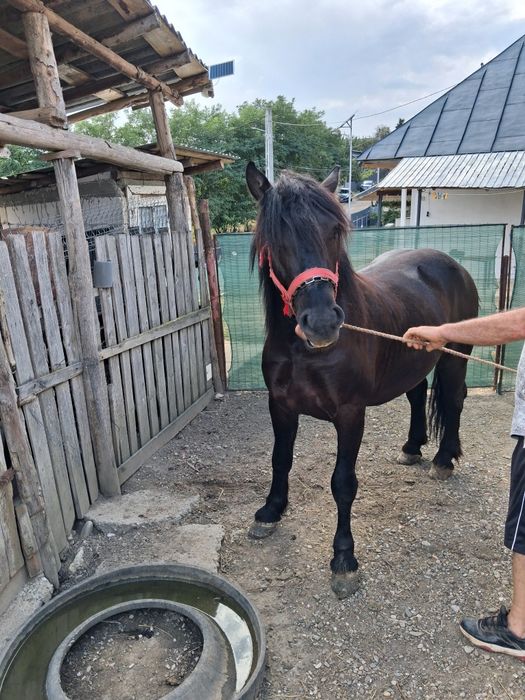 Vand 2 cai tineri unul in varsta de 7 ani,iar celalalt 2 ani. Cel de 7 ani este castrat
